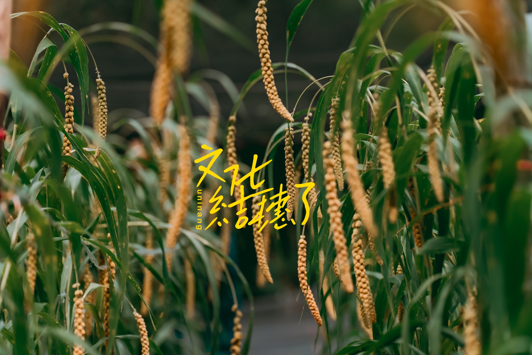 活動紀錄｜文化｜拉盟岸 花圃計畫3.0 | 環島走部落