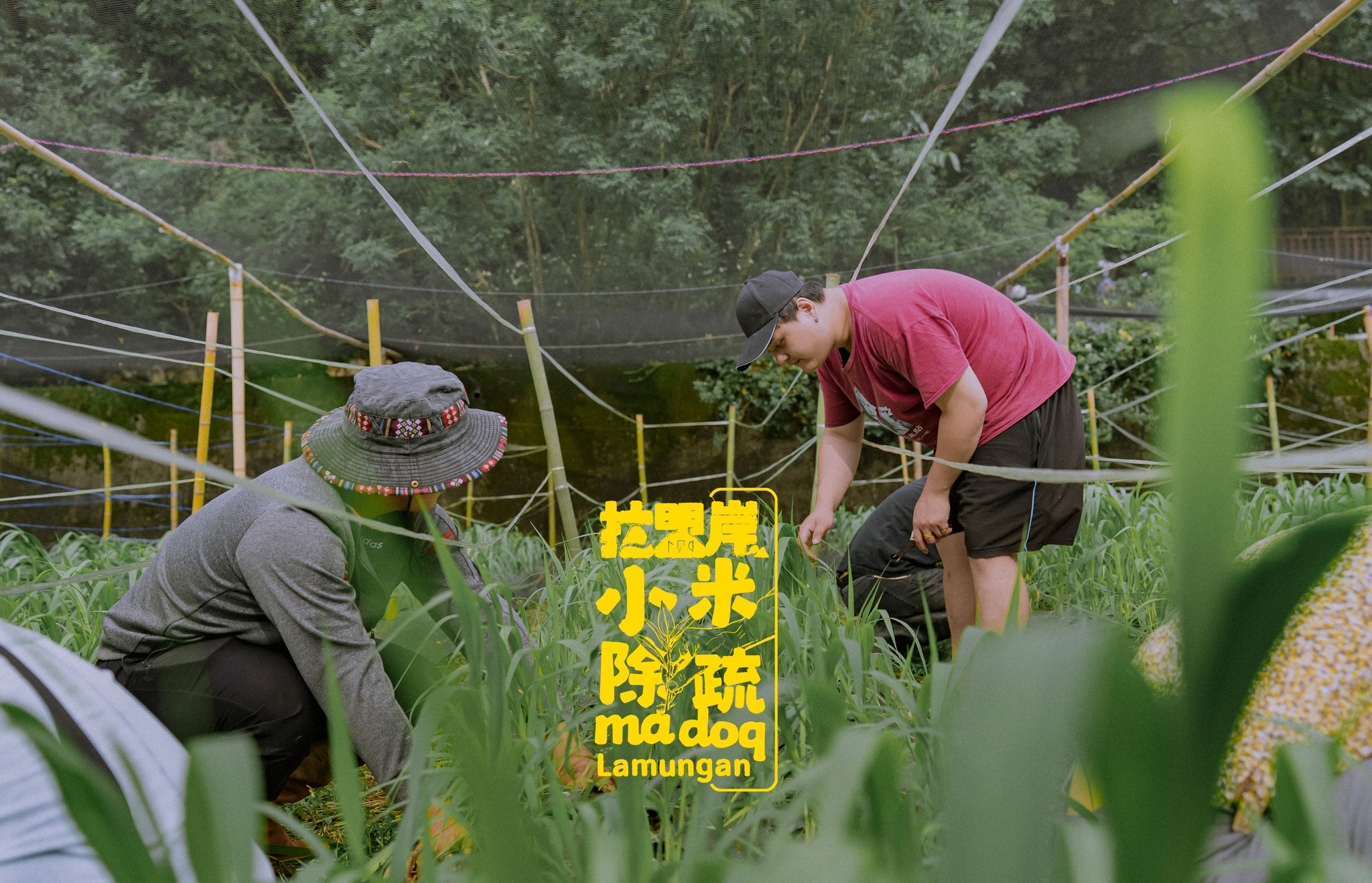 花圃計畫3.0 布農族小米文化復育實踐計畫 活動推廣形象片